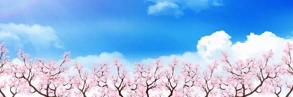 Cseresznyevirág Tavaszi Virágok Háttér — Stock Vector