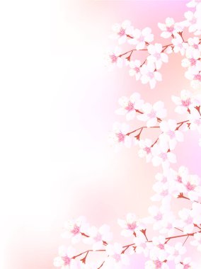 Kiraz çiçeği bahar çiçekleri arka planı