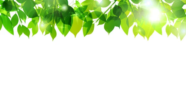 Hoja Verde Fresca Naturaleza Verde Fondo — Vector de stock