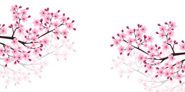 Kiraz çiçeği bahar çiçekleri arka planı