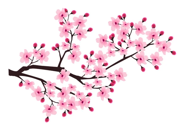 Třešňové Květy Jarní Květinová Ikona — Stockový vektor