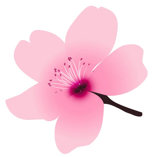 Fleur Cerisier Printemps Fleur Icône — Image vectorielle