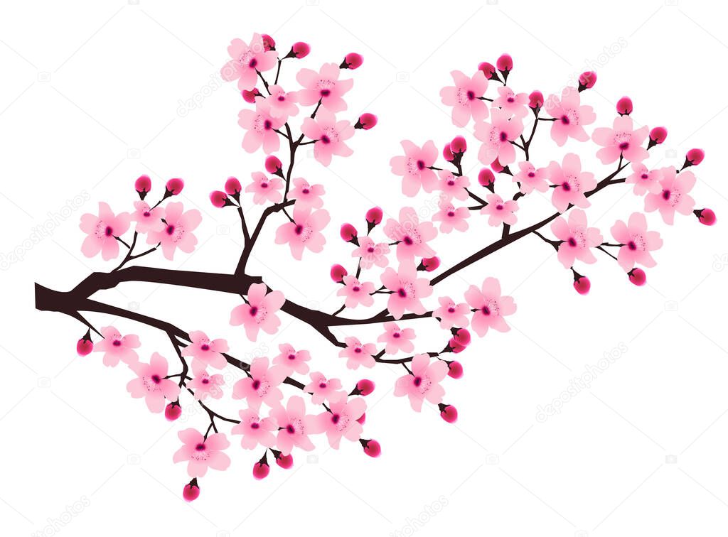 Cherry blossom Spring flower icon