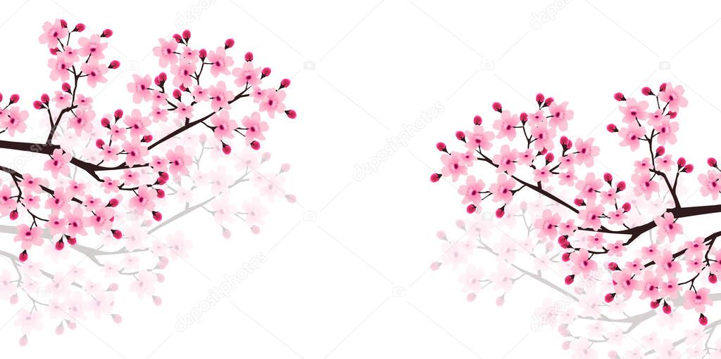 Cherry blossom Spring flowers background