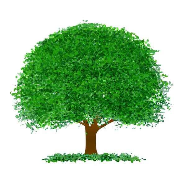 Φρέσκα Πράσινα Φύλλα Δέντρου — Διανυσματικό Αρχείο