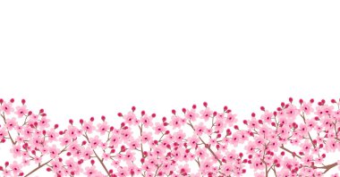 Kiraz çiçeği bahar çiçekleri arka planı