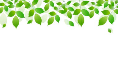 Fresh green leaves light background
