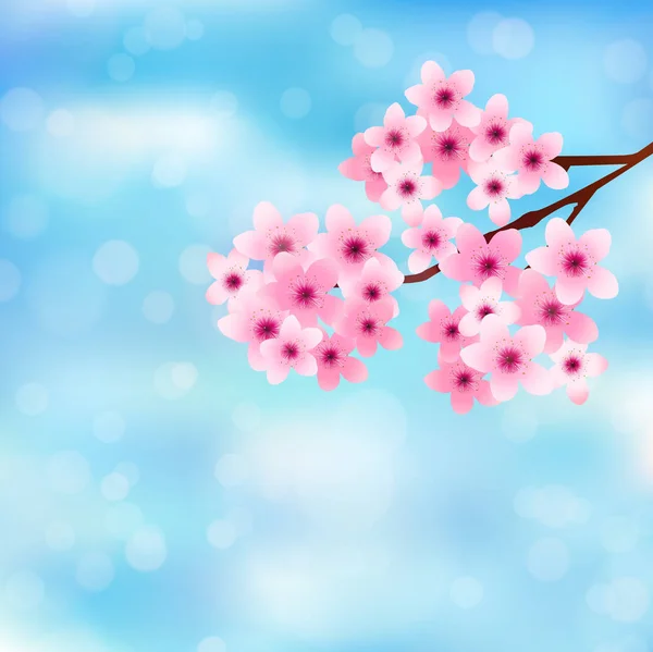Hintergrund Kirschblüte Frühlingsblume Japan — Stockvektor