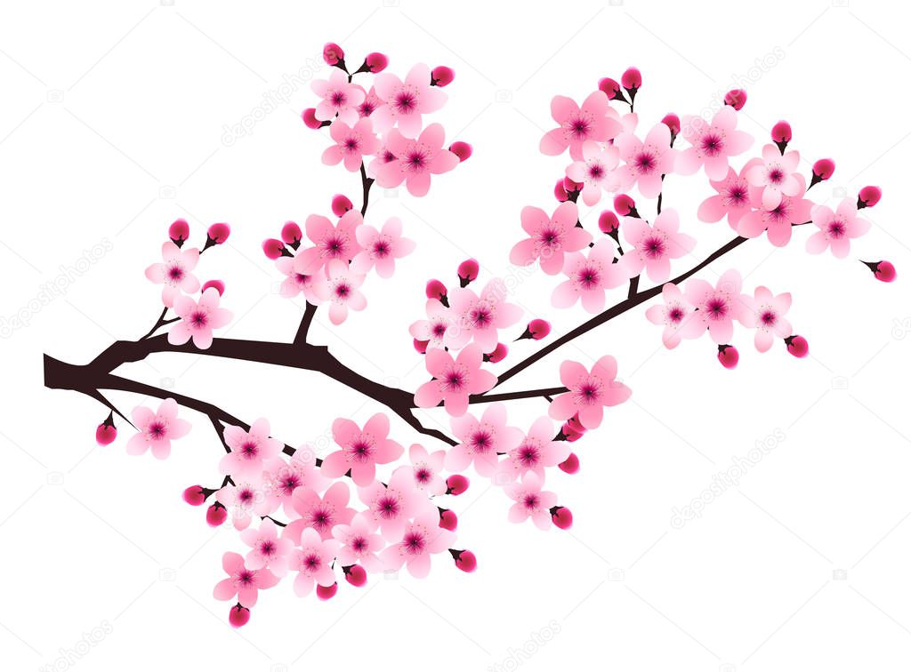 Cherry blossom spring flower Japan