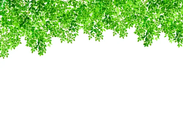 Čerstvé Zelené Listy List Zelená Rostlina Pozadí — Stockový vektor