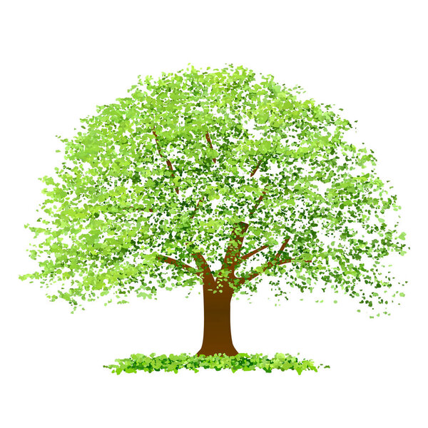 Tree fresh green leaf icon