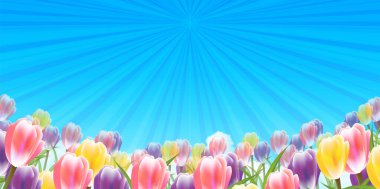 Lale çiçekleri bahar gökyüzü arkaplanı