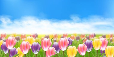 Lale çiçekleri bahar gökyüzü arkaplanı