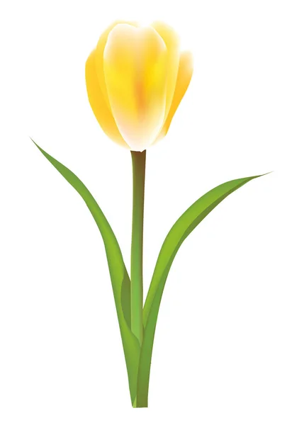 Tulipa Flor Primavera Planta Ícone —  Vetores de Stock