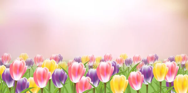 Tulpen Bloemen Lente Hemel Achtergrond — Stockvector