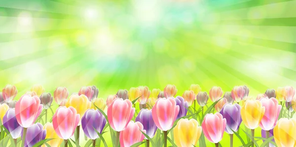 Tulipanes Flores Primavera Cielo Fondo — Archivo Imágenes Vectoriales
