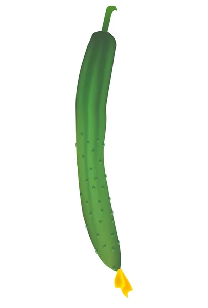 Concombre Légume Nourriture Été Icône — Image vectorielle