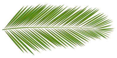 Palmiye yaprağı tropikal simgesi