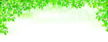 Taze yeşil yapraklar bitki arka planı