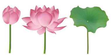 Lotus çiçeği yas tutma yaprağı simgesi