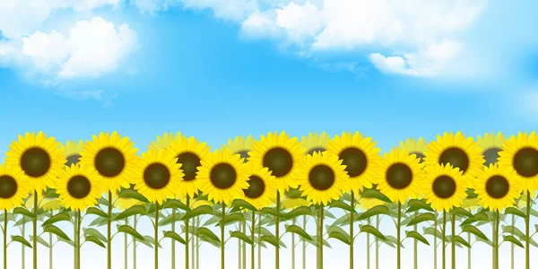 Tournesol Été Ciel Paysage Fond — Image vectorielle