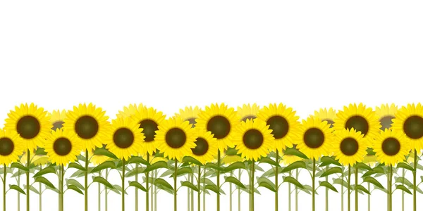 Girasol Verano Cielo Paisaje Fondo — Vector de stock