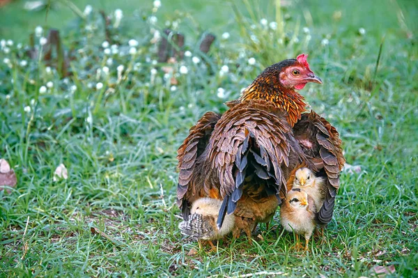 Mother hen hiding young chicks under her wings — Stock Photo, Image