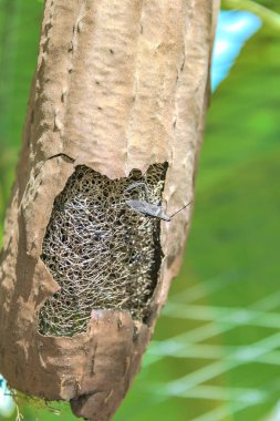 Dev bir kabak bir Bug