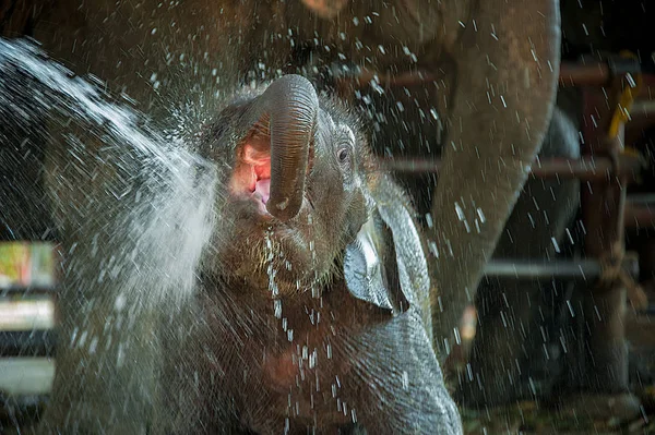 Baby elephant plays with water.