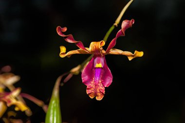 Garip orkide yaprakları dolandı. 