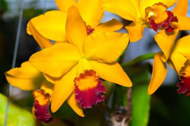 Cattleya Jomthong Dellight bir turuncumsu sarı orkide olduğunu. Çiçek sarı ve mor-kırmızı dudak vardır. Deniz yıldızı şeklinde bloom bir gölge sarı ve turuncu olduğunu.