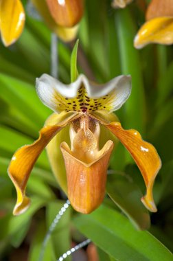 Hanımefendi göndermek terlik bilinen parlak yeşilimsi sarı orkide. Paphiopedilum exul ortak adıdır. 