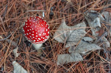 Parlak kırmızı renk kapağı ve beyaz lekeler pul ile zehirli mantar bir ormanda çam ağaçları arasında yetişir.
