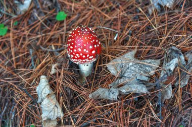 Parlak kırmızı renk kapağı ve beyaz lekeler pul ile zehirli mantar bir ormanda çam ağaçları arasında yetişir.