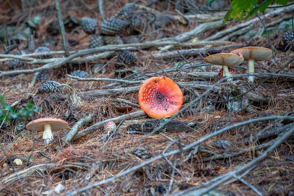 Cogumelo Venenoso Com Boné Cor Vermelho Brilhante Manchas Brancas Floco — Fotografia de Stock