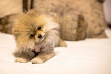 Sevimli 5 aylık bakımlı, aslan kesimli Pomeranya köpeği.