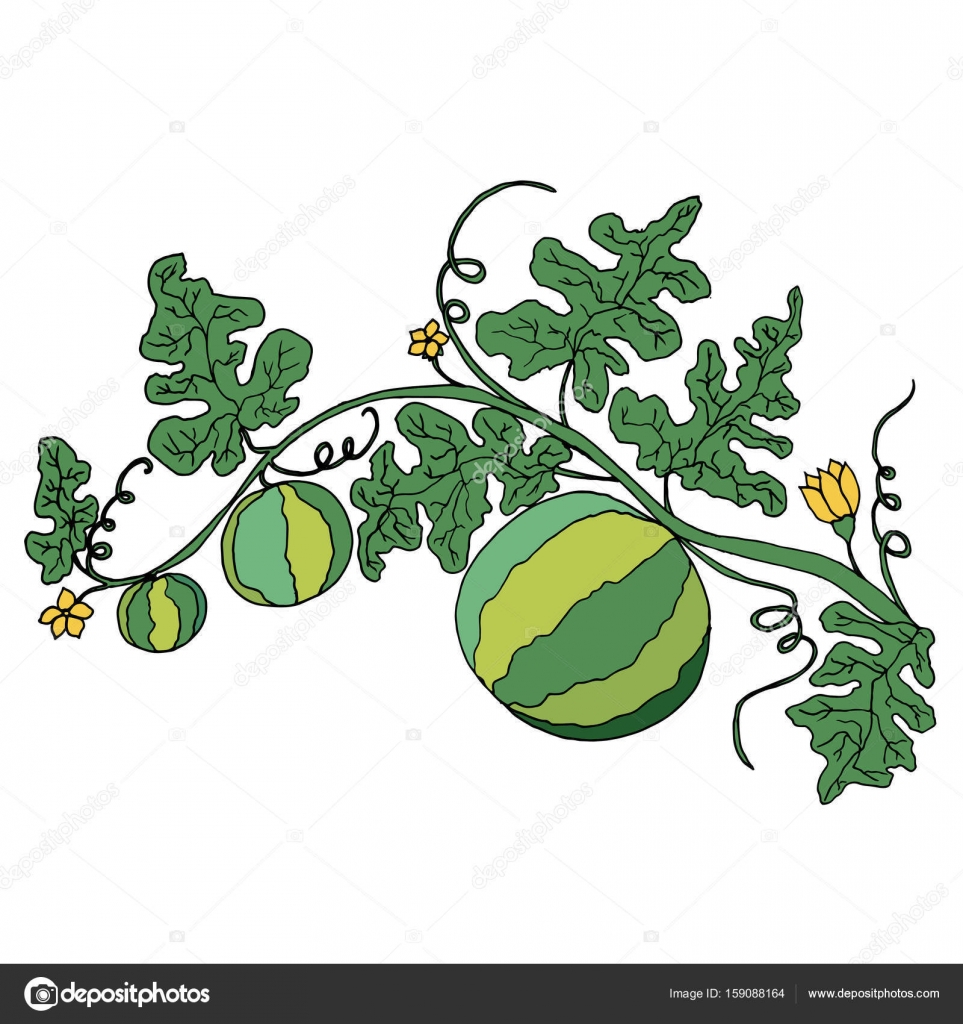 Illustrazione vettoriale zebrato angurie disegni da colorare per adulti e bambini libro d arte tessile stampa poster desig — Vettoriali