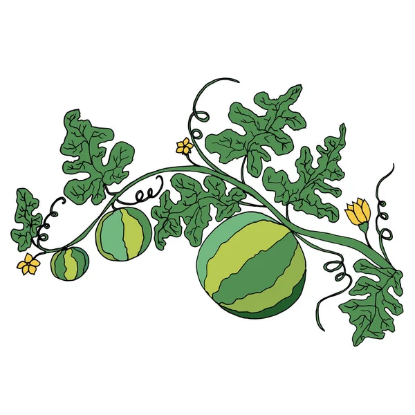 Saftige reife Wassermelone in Laub und Blüten wird an Pfingsten isoliert — Stockvektor