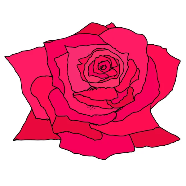 Bright crimson bud rose, geïsoleerd op witte achtergrond. — Stockvector