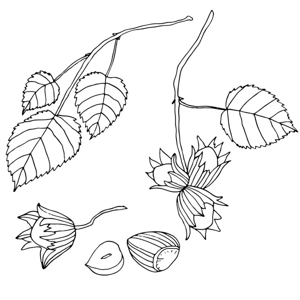 Schwarz-weiß Set Haselnüsse, isoliert. Zweig mit Blättern und — Stockvektor