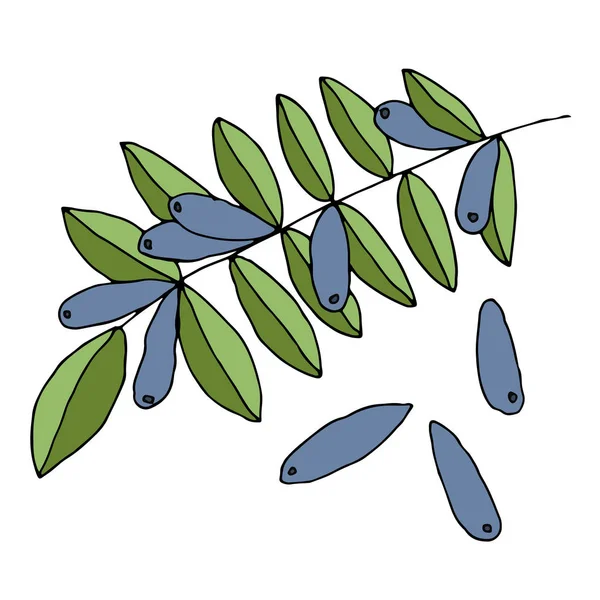 Zweig mit Blättern und reifen Beeren von Geißblatt. — Stockvektor