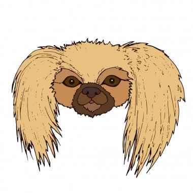 Beyaz arka plan üzerinde izole sevimli yüzü fino köpeği