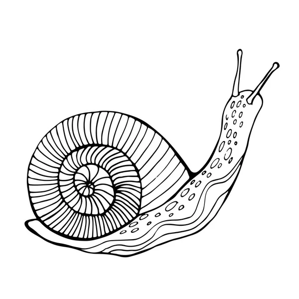 Snail coloring page for children and adults. — Stock Vector