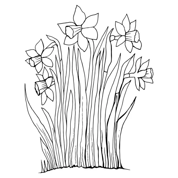 Розмальовка сторінка колекція квітів нарциса . — стоковий вектор