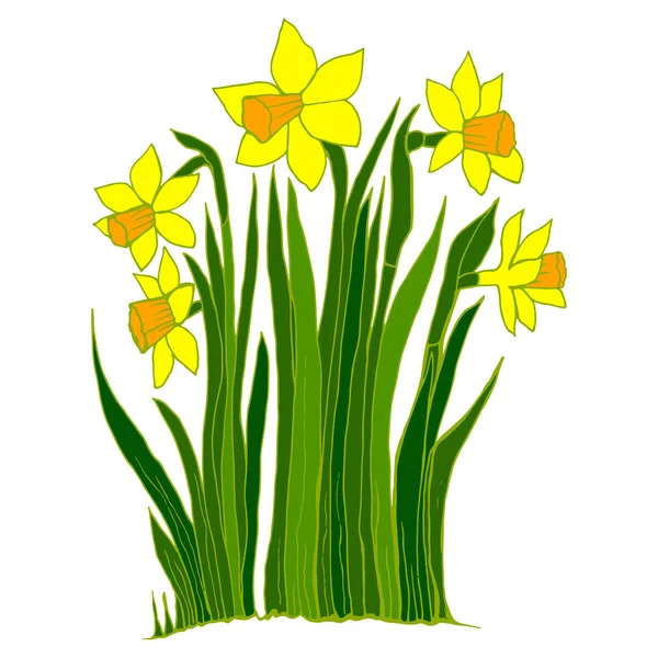 Raccolta di fiori del narciso — Vettoriale Stock