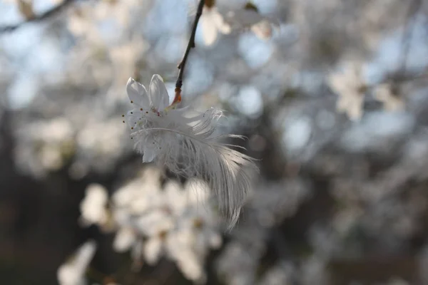 Tender white feather on a white wild cherry flower, close-up, on a blurry background of branches.