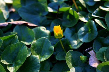 Renkli sarı çiçek açan Caltha tomurcuğu yemyeşil yaprakların arasında, yakın plan.