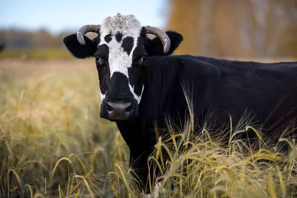 Vacas em prados — Fotografia de Stock