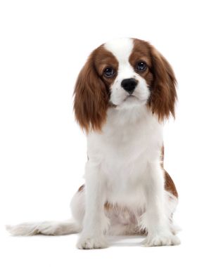 Şövalye Kral Charles Spaniel