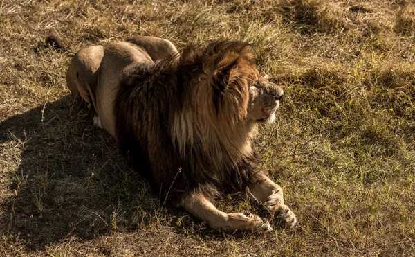 Lions rest to arid savannah — Stock Photo, Image
